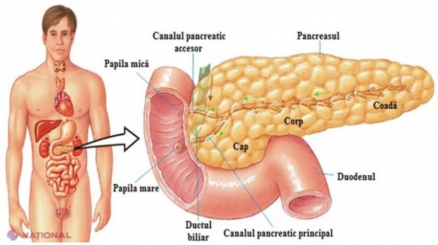 Alimente care vindecă pancreasul